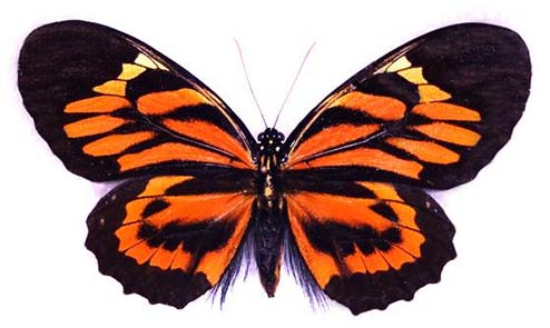 Papilio neyi aberration (Internet Image property of respective owner, non-commercial use only)